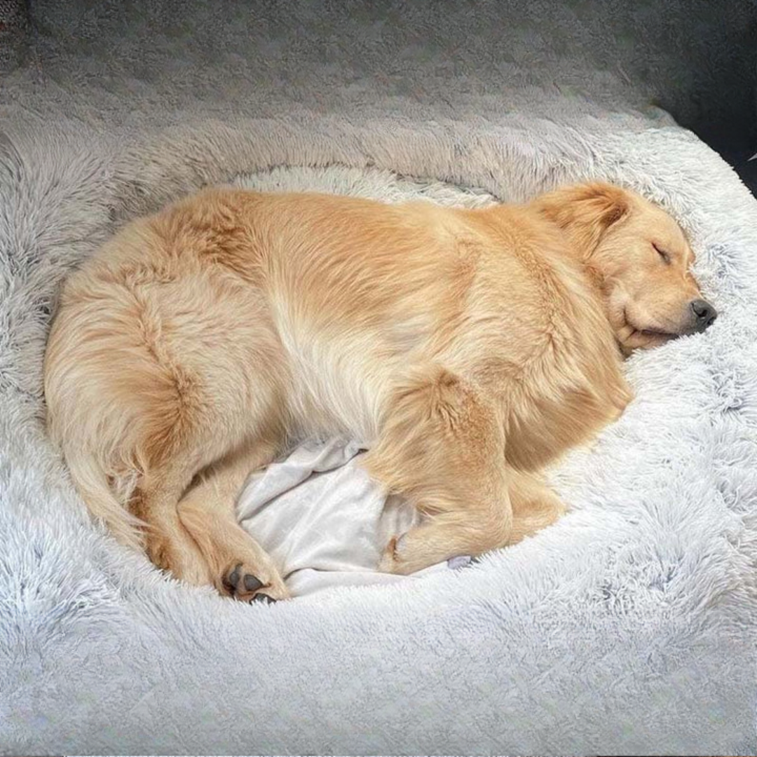 DreamPaws Calming Dog Bed