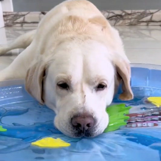 AquaPaws - Cooling and Play Mat for Dogs