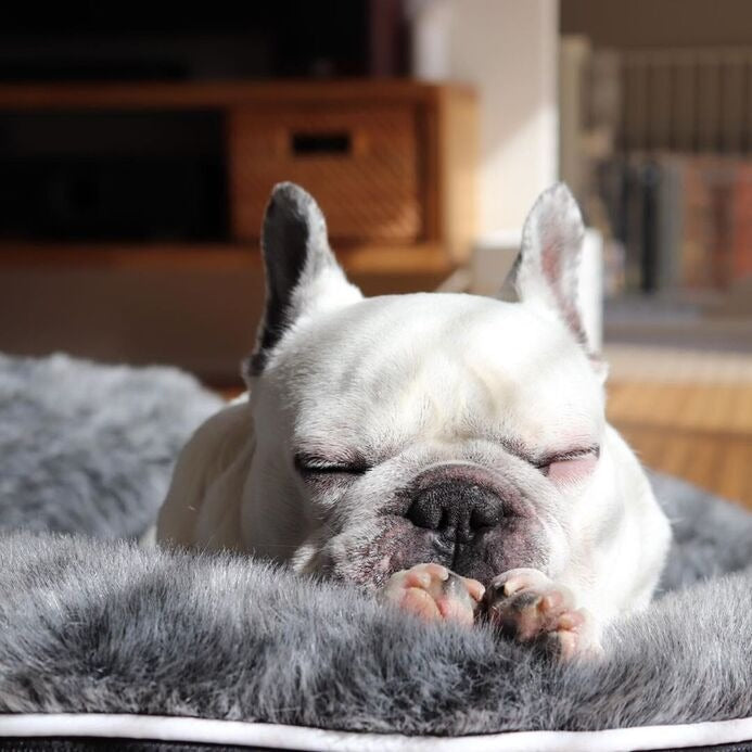 Luxury Dog Lounge Bed with Non-Slip Base